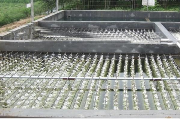 1564568481442108.jpg yangzhiye feishui.jpg